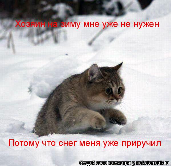 Котоматрица: Хозяин на зиму мне уже не нужен Потому что снег меня уже приручил