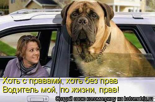 Котоматрица: Хоть с правами, хоть без прав  Водитель мой, по жизни, прав!