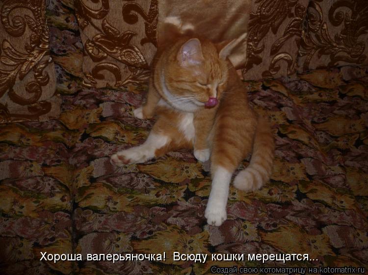Котоматрица: Хороша валерьяночка!  Всюду кошки мерещатся...