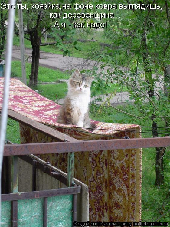 Котоматрица: Это ты, хоязйка,на фоне ковра выглядишь, как деревенщина... А я - как надо!