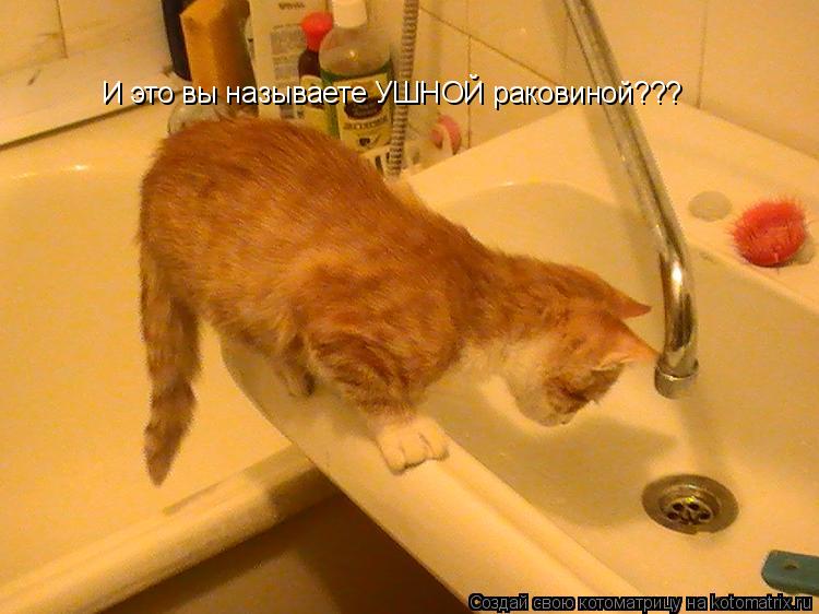 Котоматрица: И это вы называете УШНОЙ раковиной???