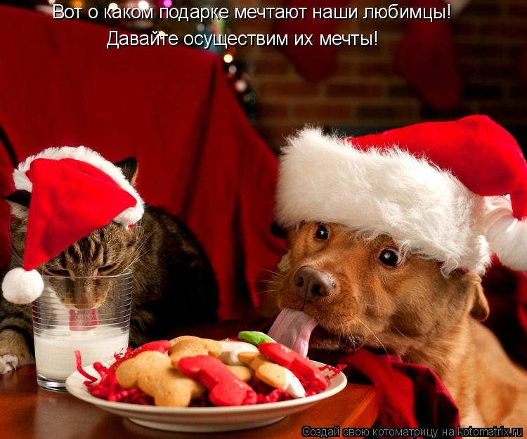 Котоматрица: Вот о каком подарке мечтают наши любимцы! Давайте осуществим их мечты!