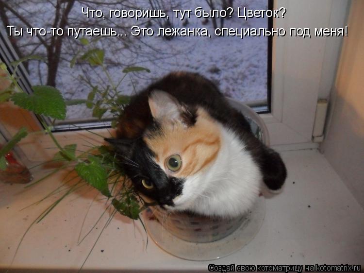 Котоматрица: Что, говоришь, тут было? Цветок?  Ты что-то путаешь... Это лежанка, специально под меня!
