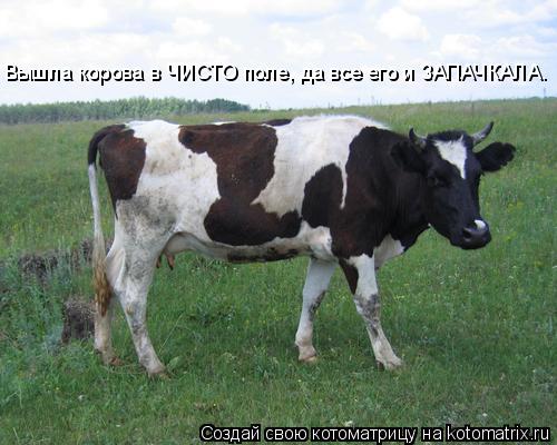 Котоматрица: Вышла корова в ЧИСТО поле, да все его и ЗАПАЧКАЛА.