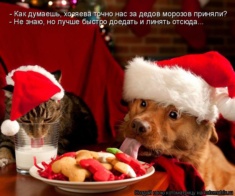 Котоматрица: - Как думаешь, хозяева точно нас за дедов морозов приняли? - Не знаю, но лучше быстро доедать и линять отсюда...