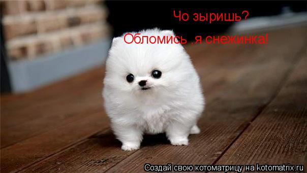Котоматрица: Чо зыришь? Обломись ,я снежинка!