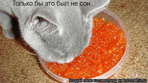 Котоматрица: Только бы это был не сон...