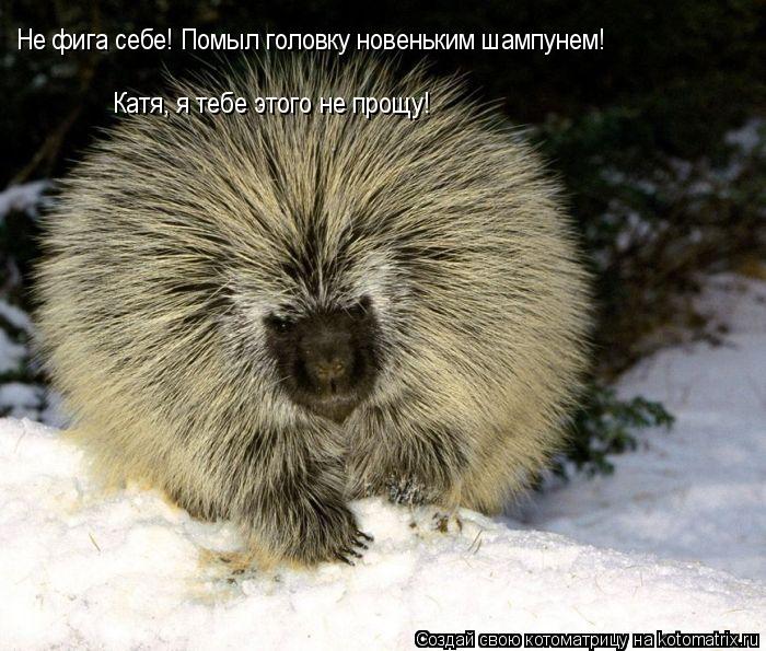 Котоматрица: Не фига себе! Помыл головку новеньким шампунем!  Катя, я тебе этого не прощу!