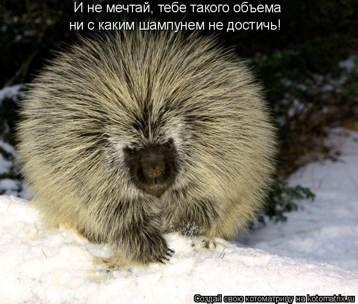 Котоматрица: И не мечтай, тебе такого объема ни с каким шампунем не достичь!