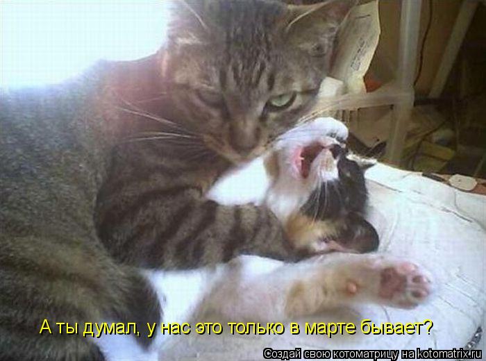 Котоматрица: А ты думал, у нас это только в марте бывает?