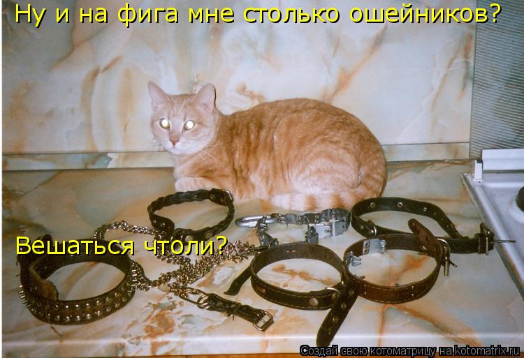 Котоматрица: Ну и на фига мне столько ошейников? Вешаться чтоли?