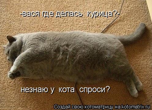 Котоматрица: -вася где делась  курица?- незнаю у  кота  спроси?