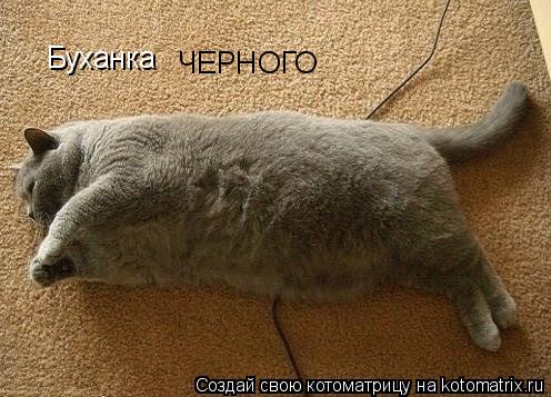 Котоматрица: Буханка ЧЕРНОГО