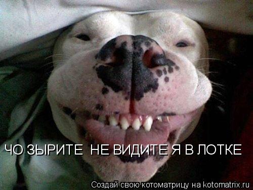 Котоматрица: ЧО ЗЫРИТЕ  НЕ ВИДИТЕ Я В ЛОТКЕ