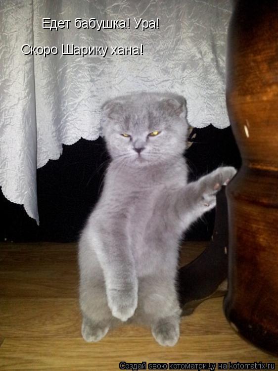 Котоматрица: Едет бабушка! Ура! Скоро Шарику хана!