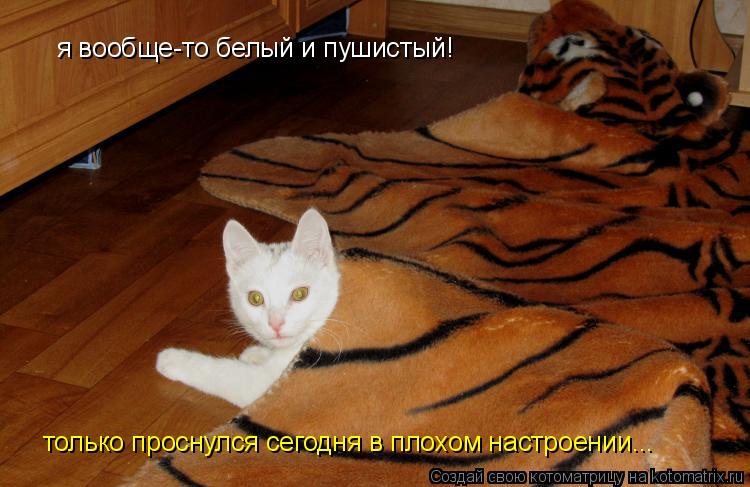Котоматрица: я вообще-то белый и пушистый!  только проснулся сегодня в плохом настроении...