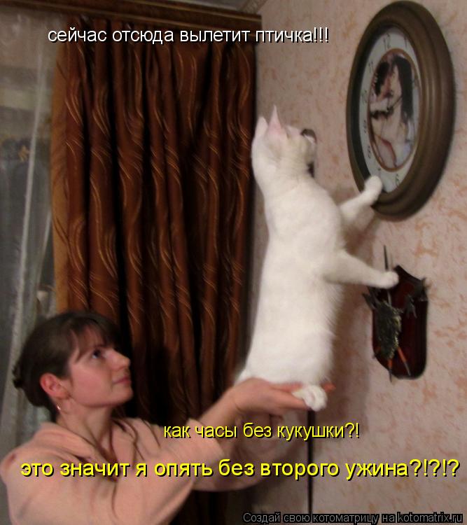 Котоматрица: сейчас отсюда вылетит птичка!!! как часы без кукушки?!  это значит я опять без второго ужина?!?!?