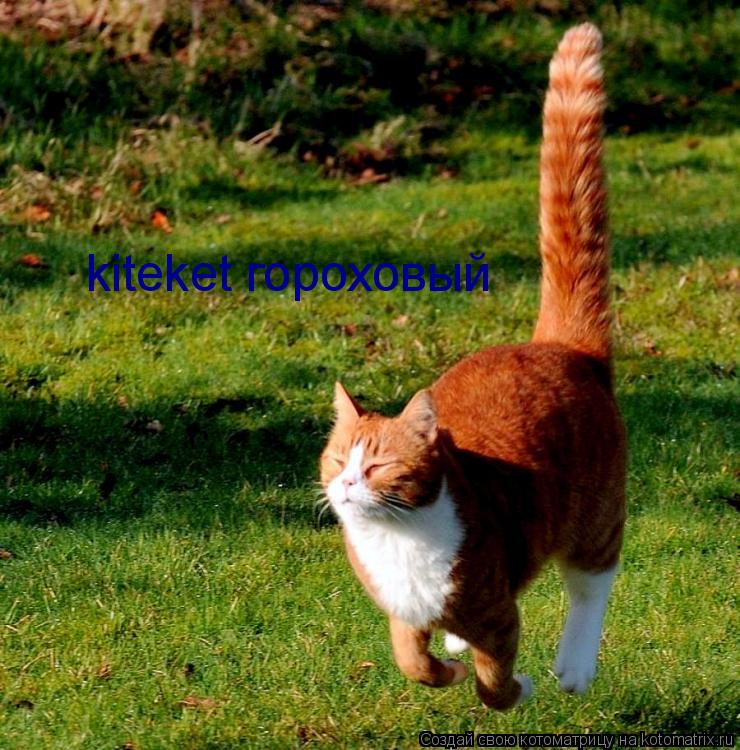Котоматрица: kiteket гороховый