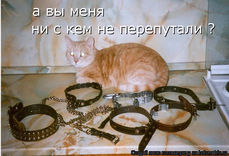 Котоматрица: а вы меня  ни с кем не перепутали ?