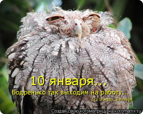 Котоматрица: 10 января... Бодренько так выходим на работу...  (с) Shaggy_Sausage