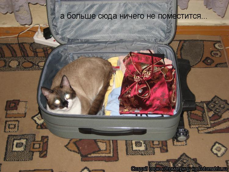 Котоматрица: а больше сюда ничего не поместится...