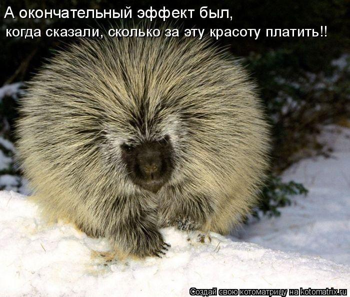 Котоматрица: А окончательный эффект был, когда сказали, сколько за эту красоту платить!!