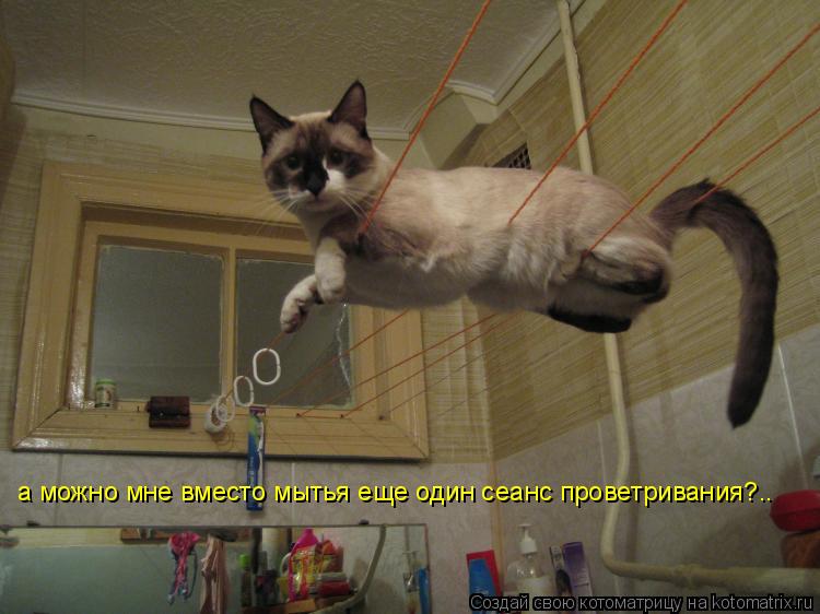 Котоматрица: а можно мне вместо мытья еще один сеанс проветривания?..
