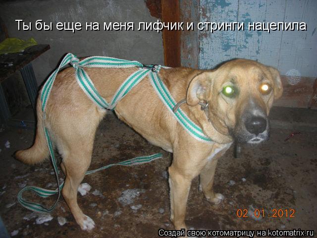 Котоматрица: Ты бы еще на меня лифчик и стринги нацепила