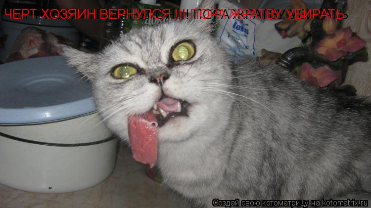 Котоматрица: ЧЕРТ ХОЗЯИН ВЕРНУЛСЯ !!! ПОРА ЖРАТВУ УБИРАТЬ  ЧЕРТ ХОЗЯИН ВЕРНУЛСЯ !!! ПОРА ЖРАТВУ УБИРАТЬ