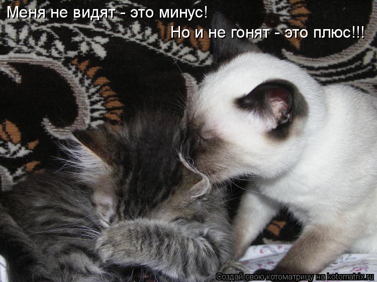 Котоматрица: Меня не видят - это минус! Но и не гонят - это плюс!!!