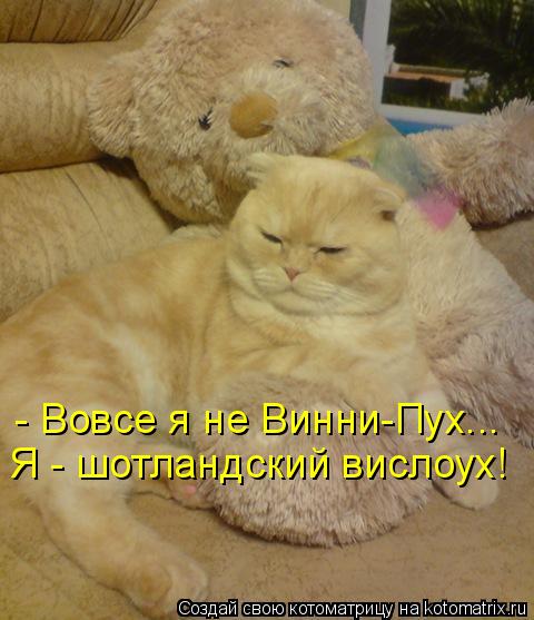 Котоматрица: - Вовсе я не Винни-Пух... Я - шотландский вислоух!