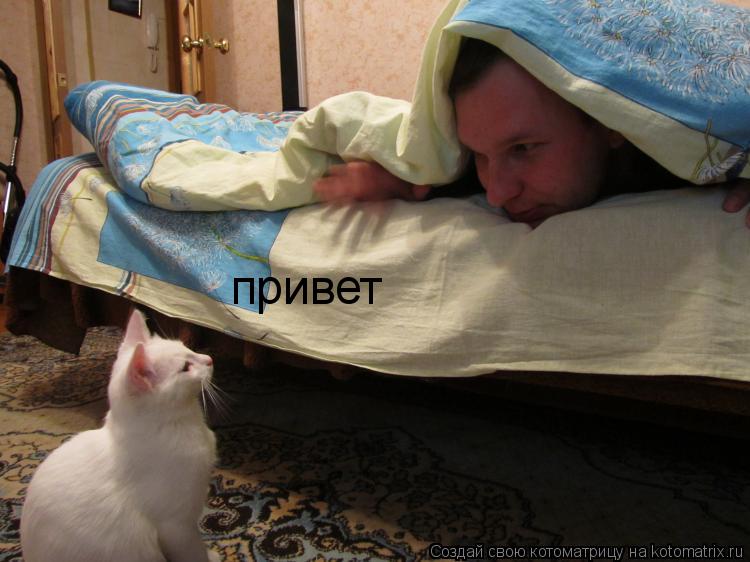 Котоматрица: привет