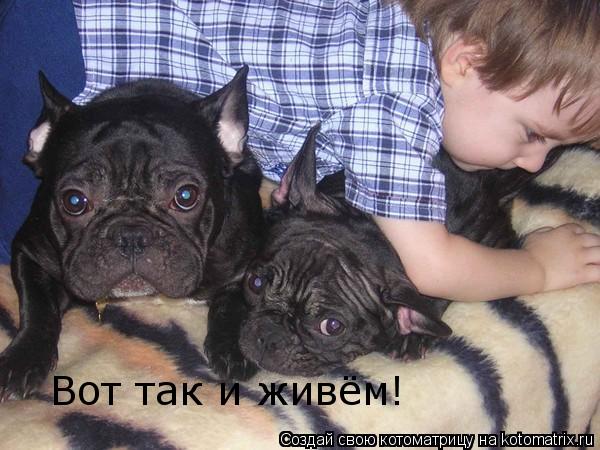 Котоматрица: Вот так и живём!