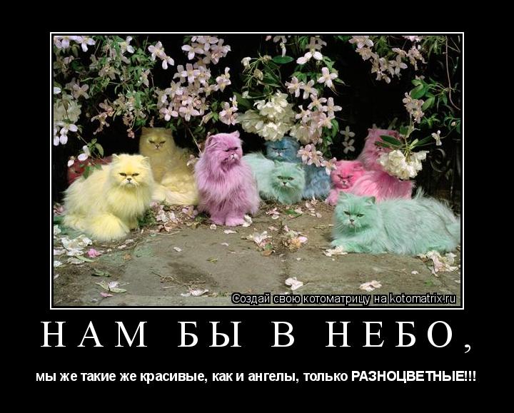 Котоматрица: Нам бы в небо, мы же такие же красивые, как и ангелы, только РАЗНОЦВЕТНЫЕ!!!