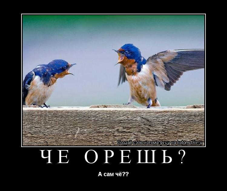 Котоматрица: Чё орёшь? А сам чё??