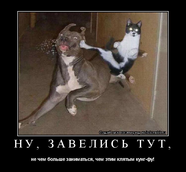 Котоматрица: Ну, завелись тут, не чем больше заниматься, чем этим клятым кунг-фу!