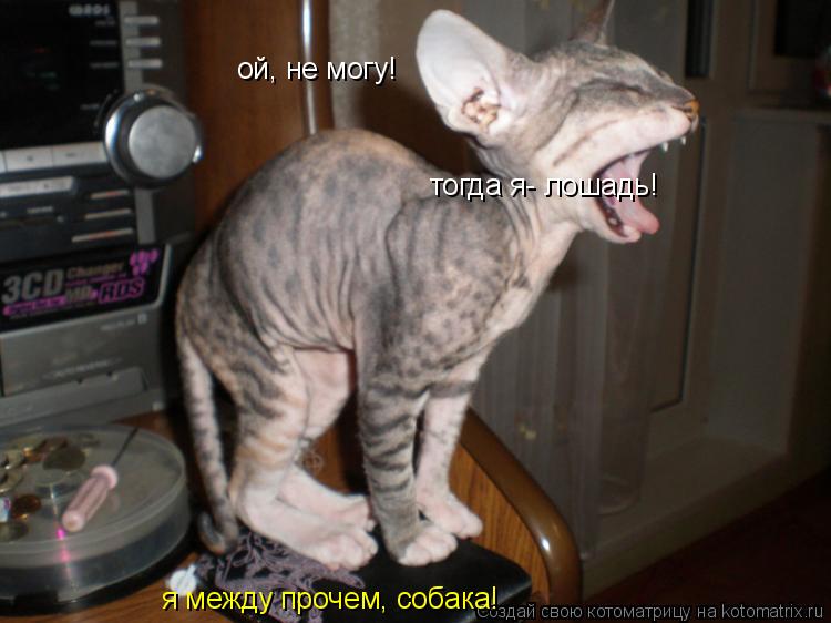 Котоматрица: ой, не могу! я между прочем, собака! я между прочем, собака! я между прочем, собака! тогда я- лошадь!