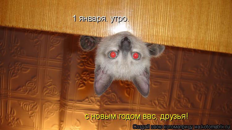 Котоматрица: 1 января. утро. с новым годом вас, друзья! с новым годом вас, друзья!