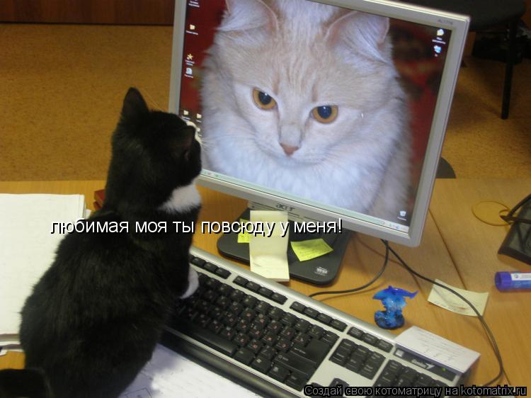 Котоматрица: любимая моя ты повсюду у меня!