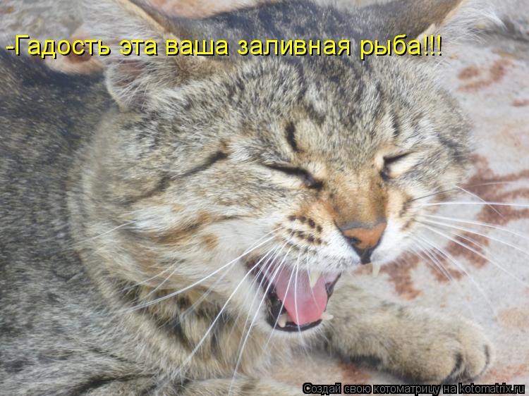 Котоматрица: -Гадость эта ваша заливная рыба!!!