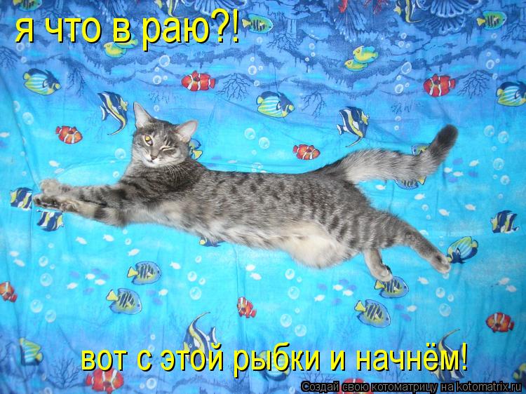 Котоматрица: я что в раю?! вот с этой рыбки и начнём!