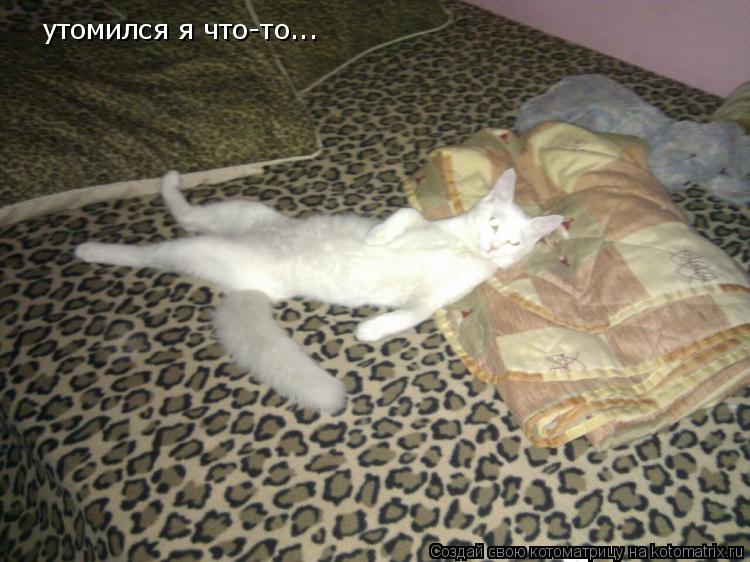 Котоматрица: утомился я что-то...