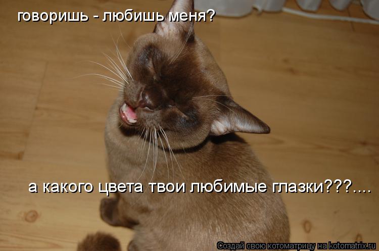 Котоматрица: а какого цвета твои любимые глазки???.... говоришь - любишь меня?