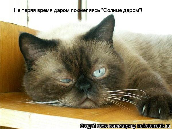 Котоматрица: Не теряя время даром похмеляясь "Солнце даром"!