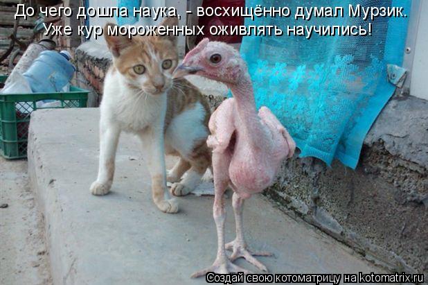 До чего дошла наука, - восхищённо думал Мурзик. Уже кур мороженных оживлять научились!... Котоматрица: До чего дошла наука, - восхищённо думал Мурзик. Уже кур мороженных оживлять научились!