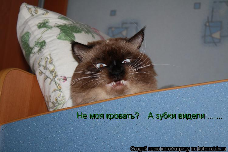 Котоматрица: Не моя кровать?    А зубки видели .......
