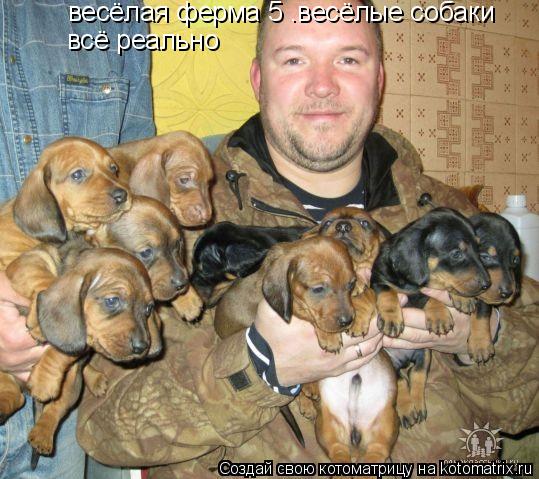 весёлая ферма 5 .весёлые собаки всё реально... Котоматрица: весёлая ферма 5 .весёлые собаки всё реально