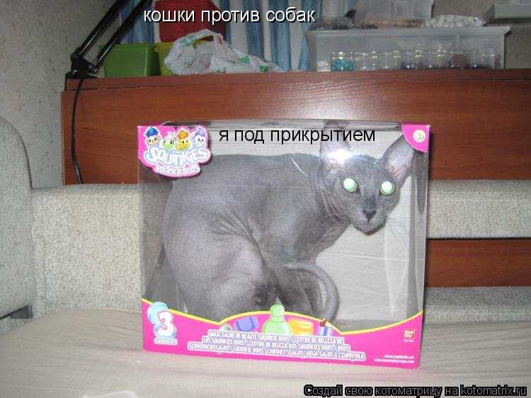 Котоматрица: кошки против собак  я под прикрытием
