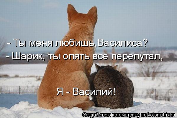 Котоматрица: - Ты меня любишь,Василиса? - Шарик, ты опять все перепутал, Я - Василий!