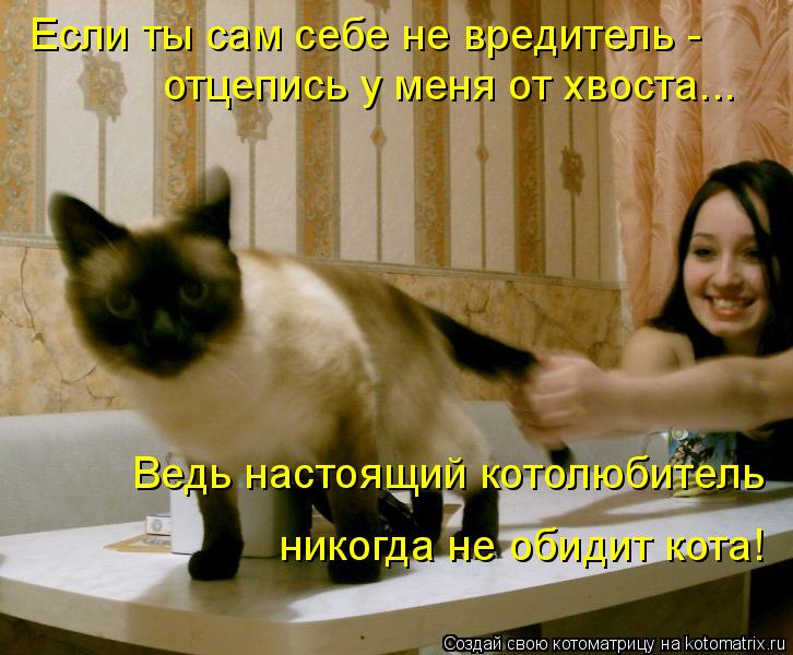Котоматрица: Если ты сам себе не вредитель -  отцепись у меня от хвоста... Ведь настоящий котолюбитель  никогда не обидит кота!